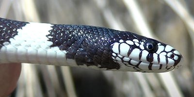 Portland snake